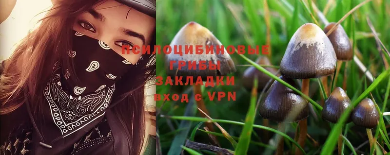 Псилоцибиновые грибы Psilocybe  сайты даркнета клад  Гремячинск 